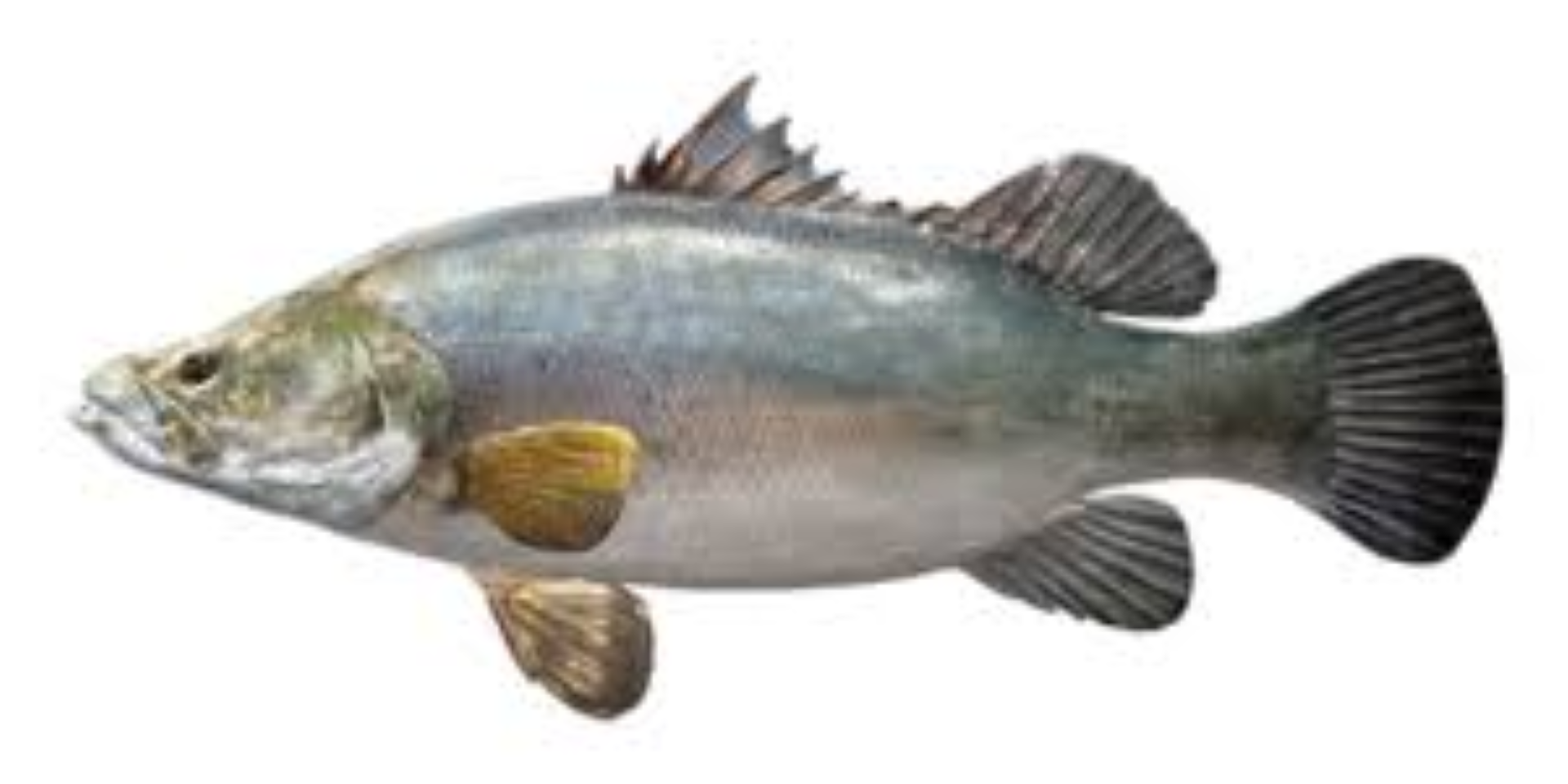 MBL NILE PERCH